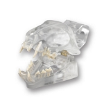Set of 30 Feline Teeth